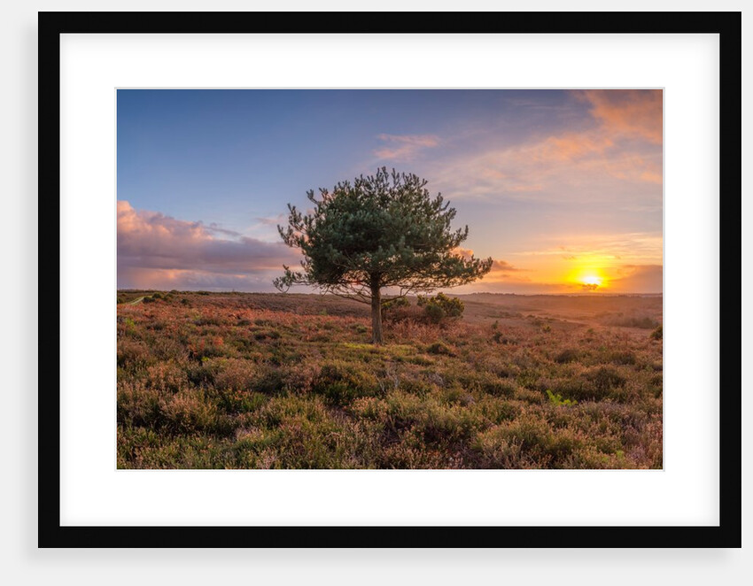 Single tree in meadow by Assaf Frank